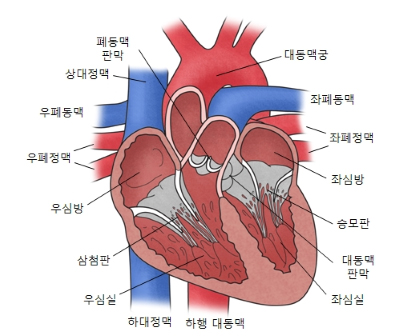 심장의 구조